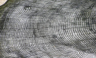 cross section of a tree showing a pattern of rings