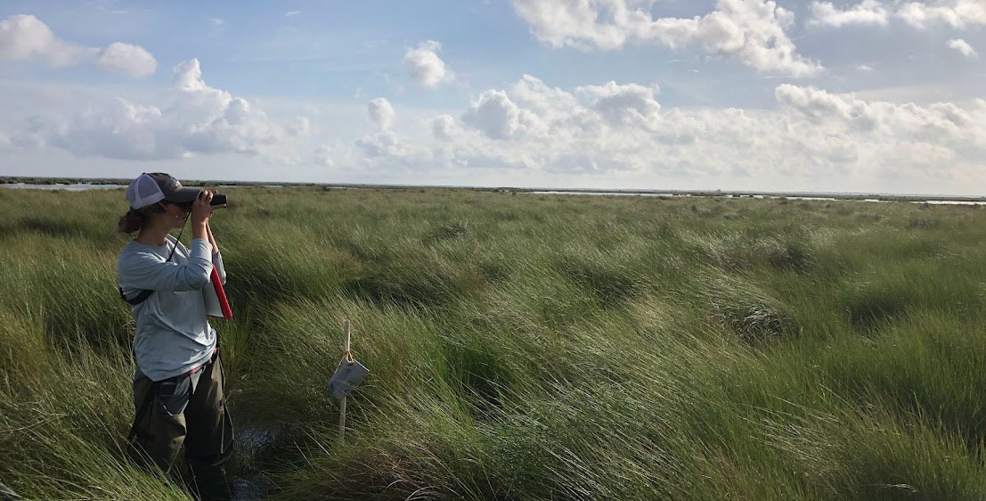 Performing a bird survey in the marsh