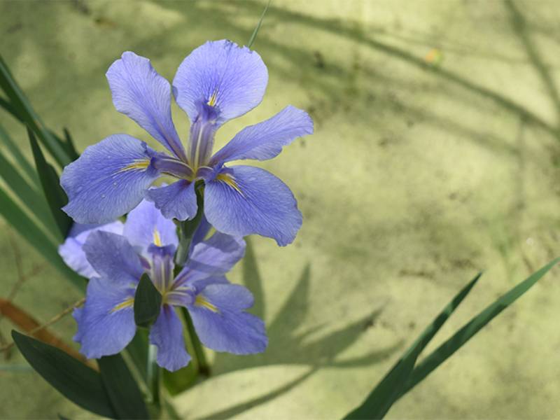 close up of iris blooms in pond