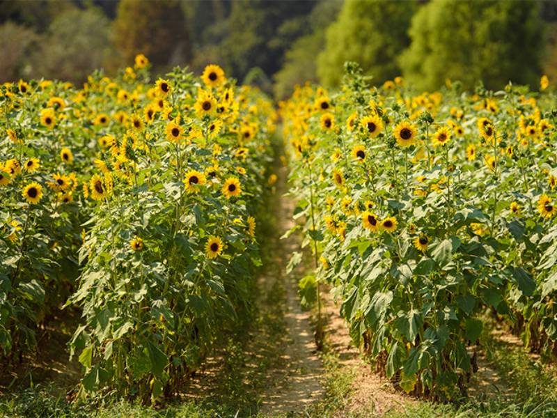 field of multibloom sunflowers