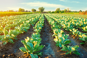 photo of farmland