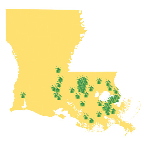 clip art of Louisiana with grass bunches marking locations of participating schools