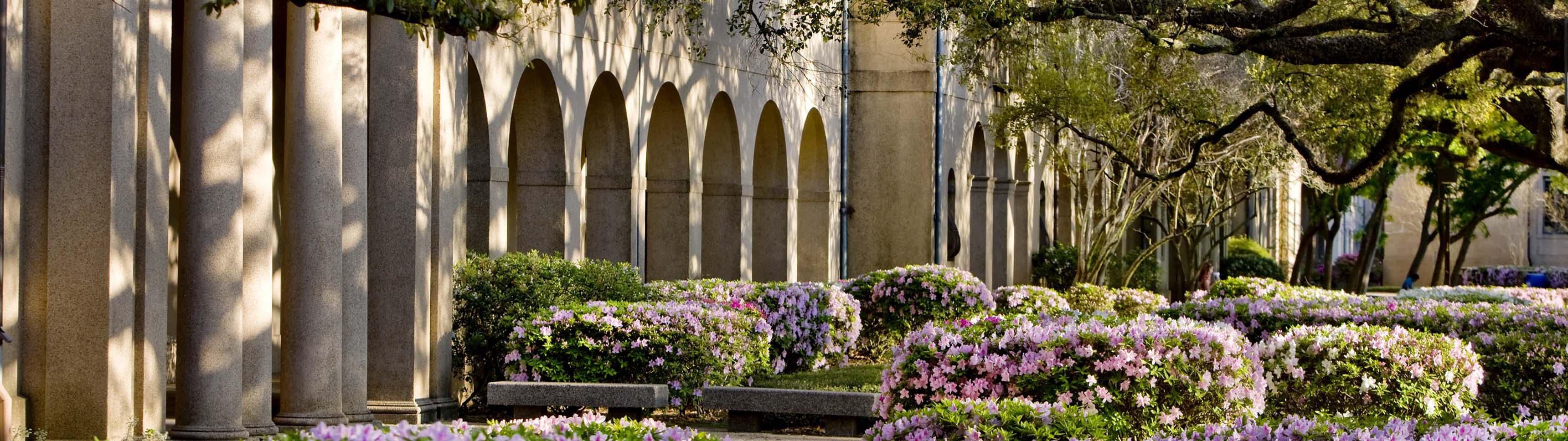 blooming azaleas in the quad