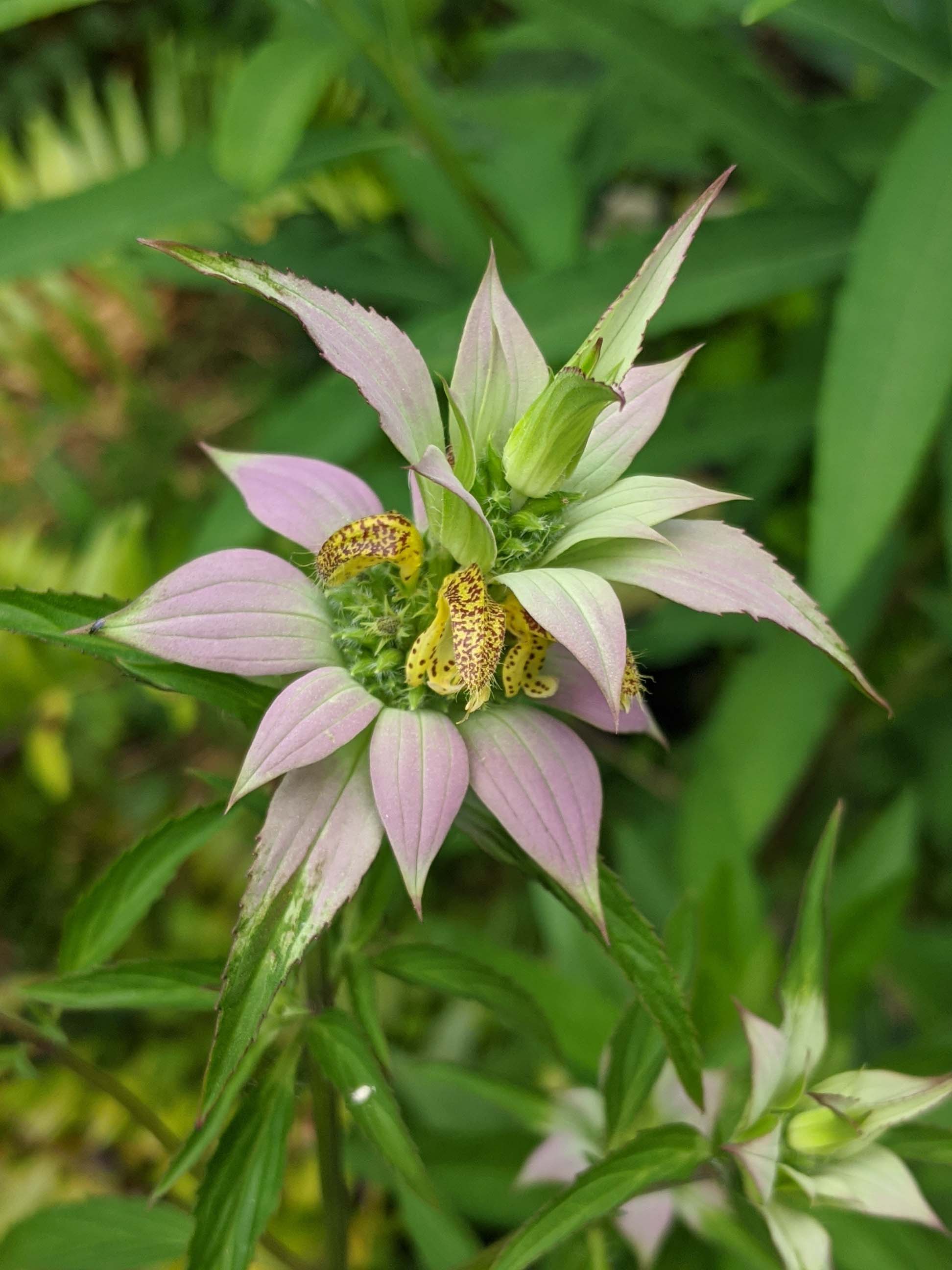 close up of spotted beebalm blossom