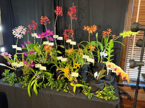 table filled with a variety of orchids