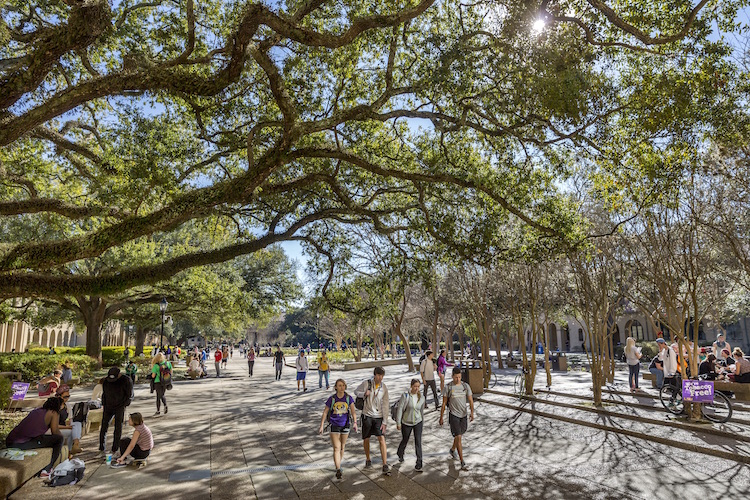 students walking under oaks