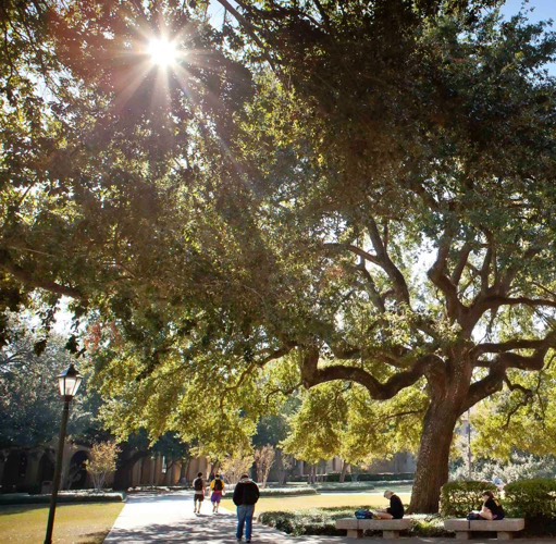 students walking under oak tree