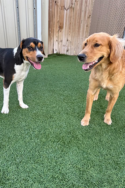 beagle and golden retriever out in the dog daycare yard