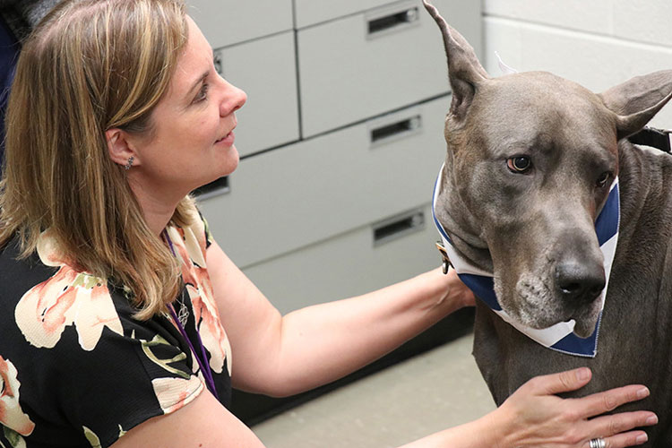 Dr. Renee Carter with Great Dane